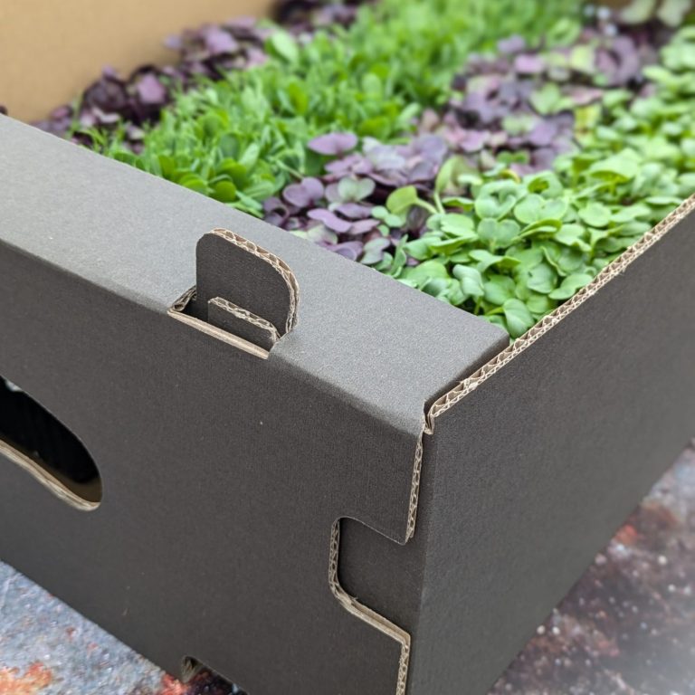 Gemüse Zwei Männer halten einen Korb mit Gemüse