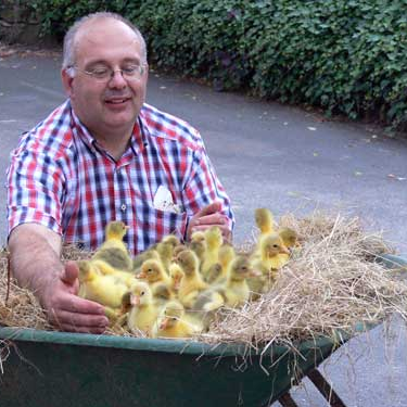 Mann im kariertem Hemd, transportiert Entenküken in einer Schubkarre